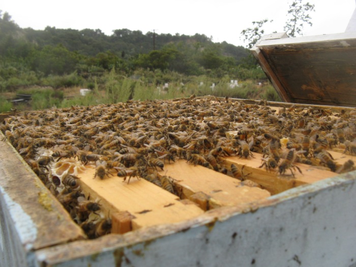 Beekeeping with Bee Busters!