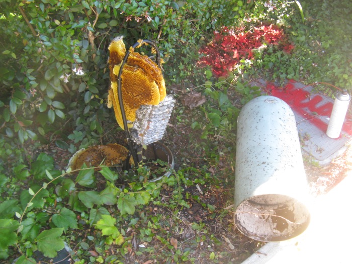 Bees found in utility tower